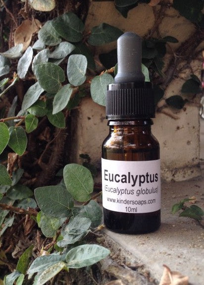 Eucalyptus