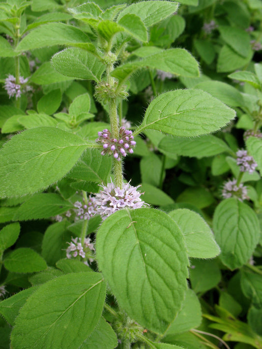 Peppermint (Arvensis)