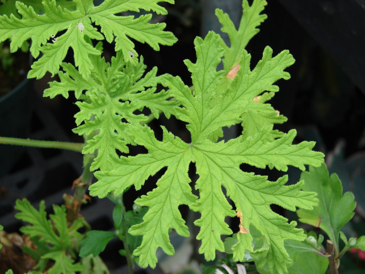 Rose Geranium