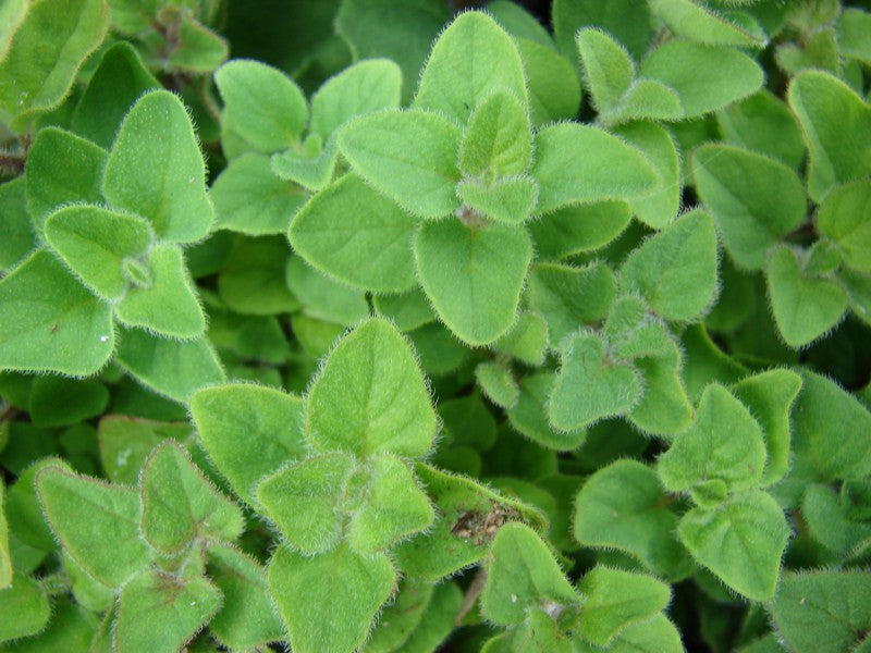 Sweet Marjoram