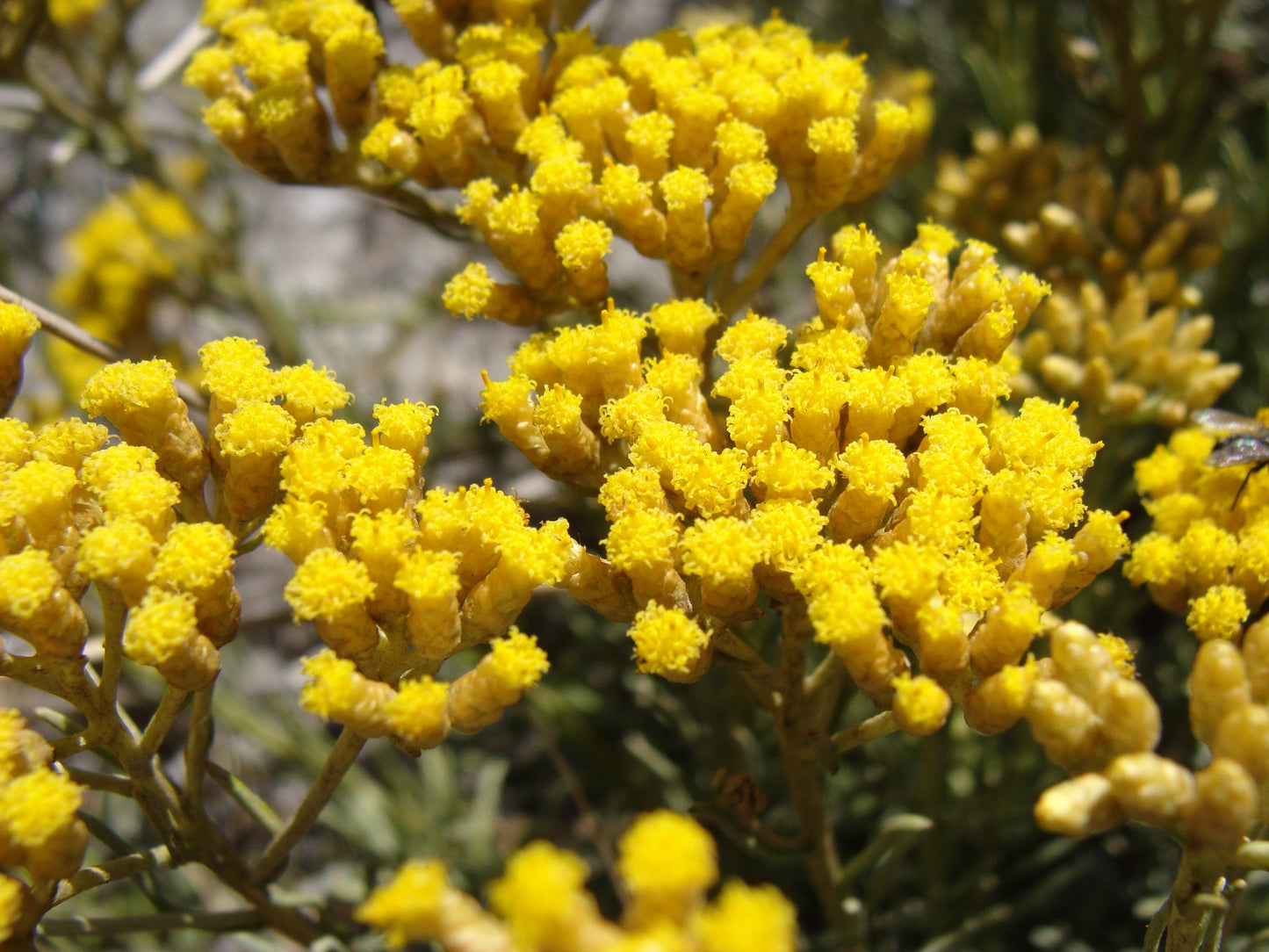 Helichrysum