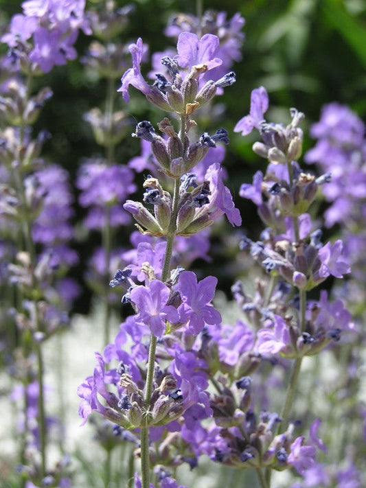 Lavender (Bulgarian)